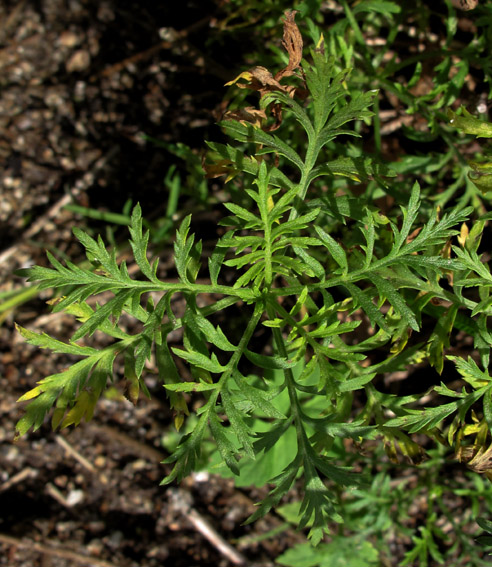 Achillea8a