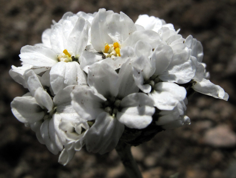 Achillea15