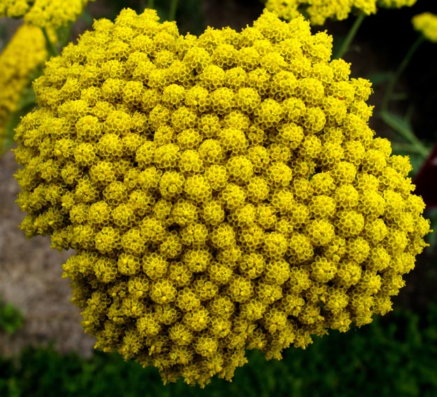 Achillea9