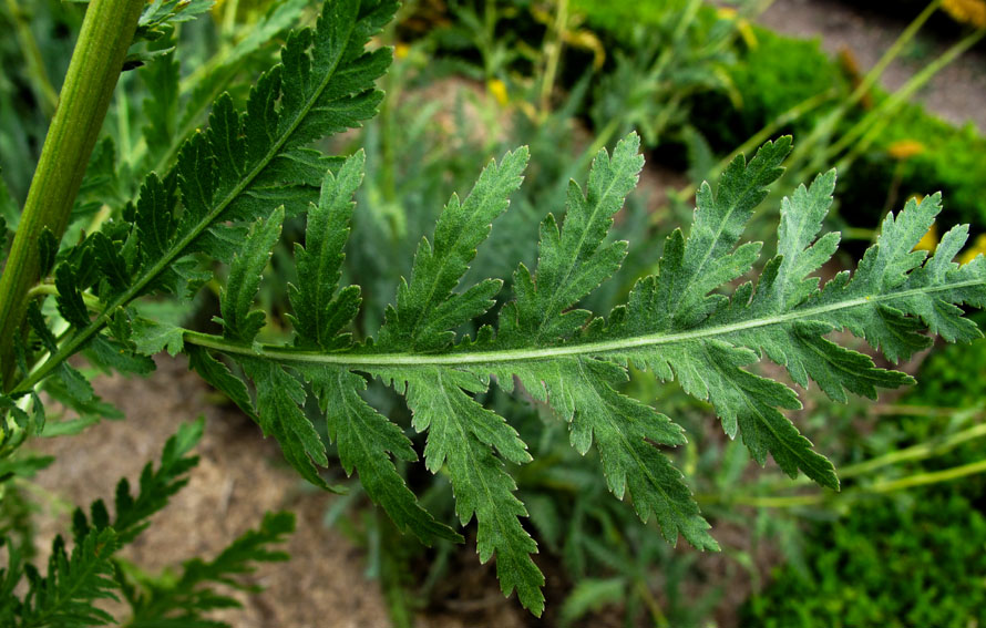 Achillea10