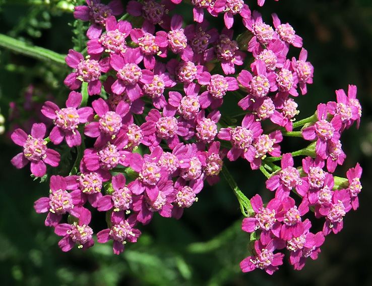 L'espèce végétale de la semaine #19 Achillée millefeuille (Achillea  millefolium) – Tela Botanica