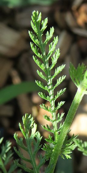 Achillea4b1