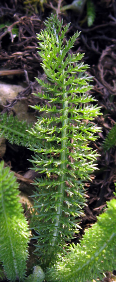 Achillea2