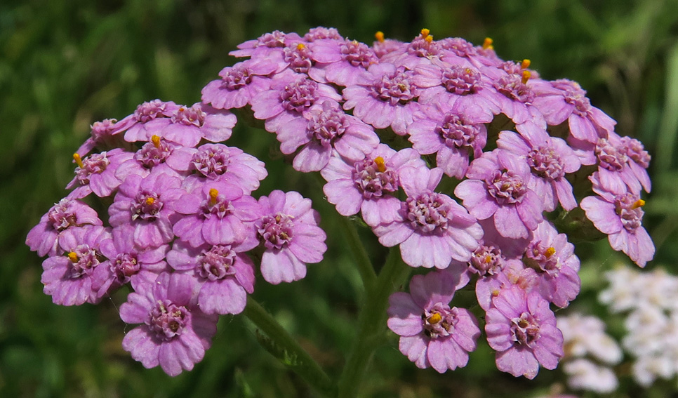 Achillea3a