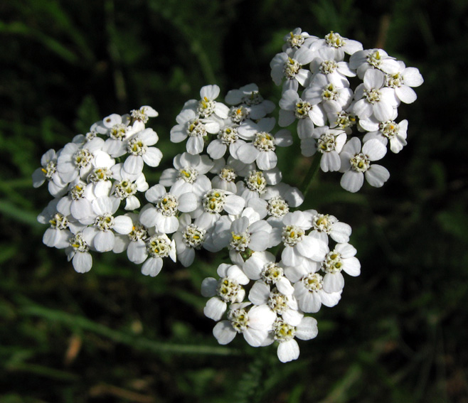 Achillea3