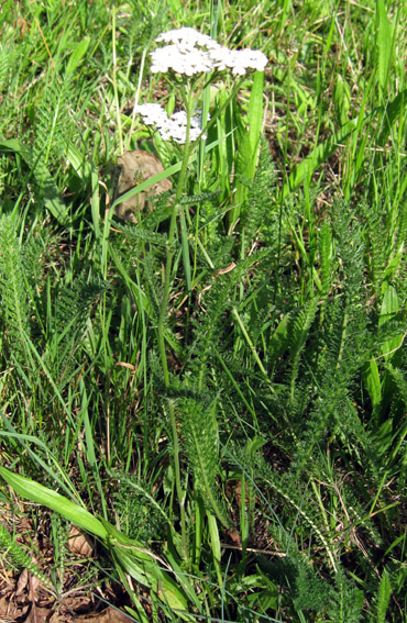 Achillea1