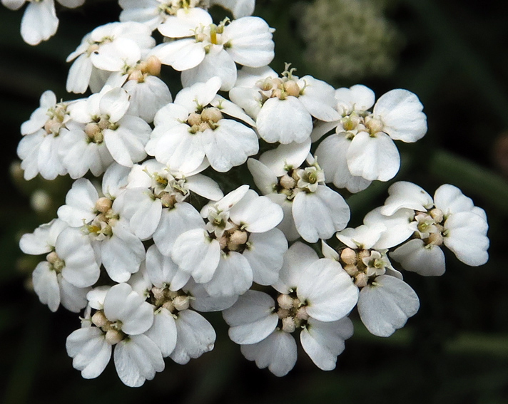 Achillea4