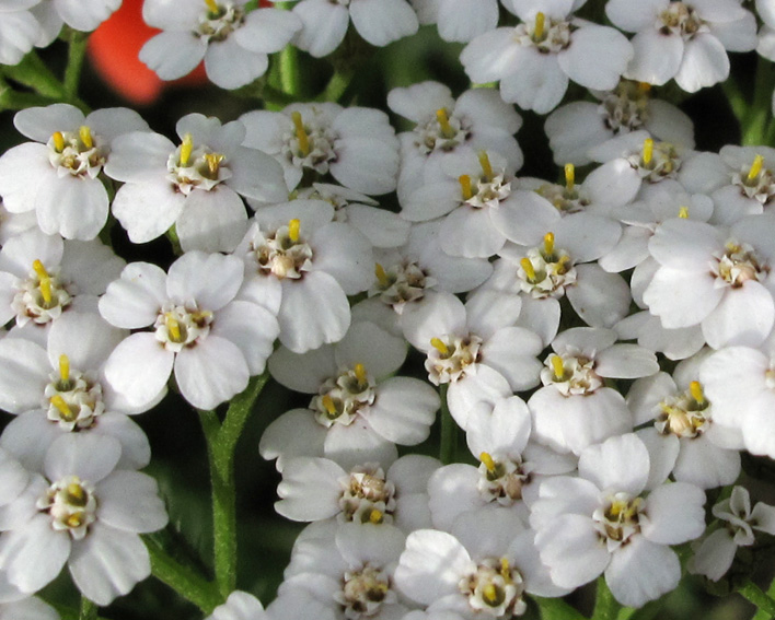 Achillea4a0