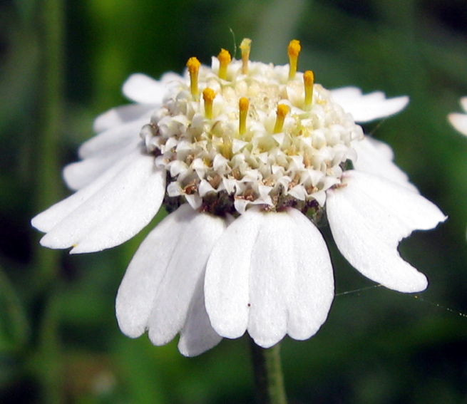 Achillea8