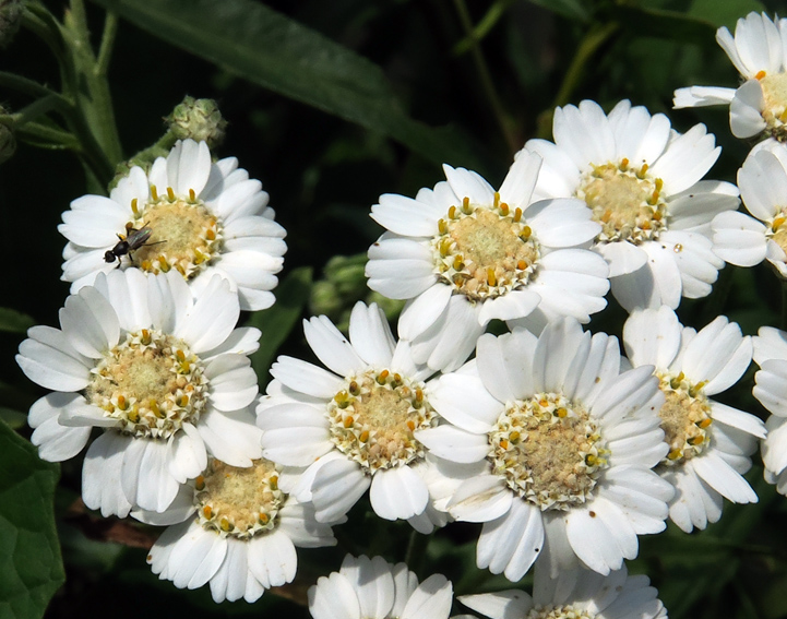 Achillea8a5