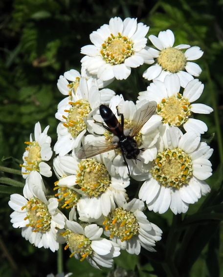 Achillea8a4