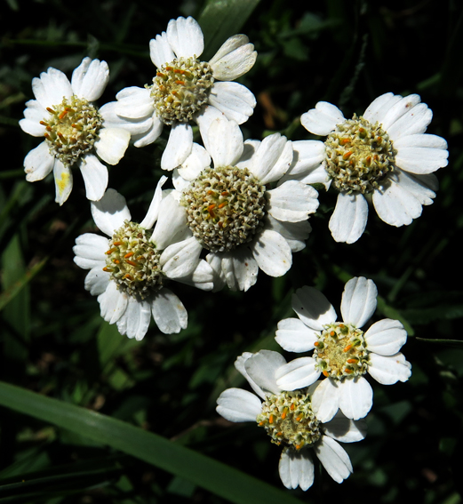 Achillea8a2