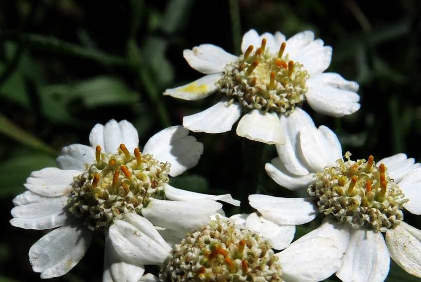 Achillea8a3