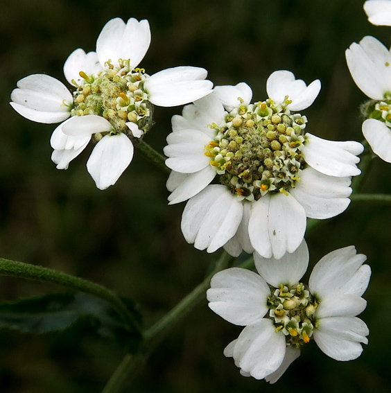 Achillea8a0