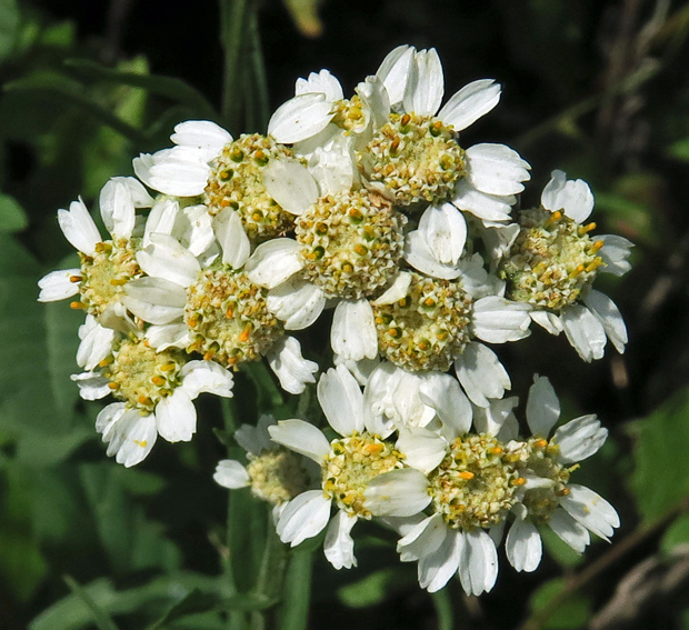 Achillea7