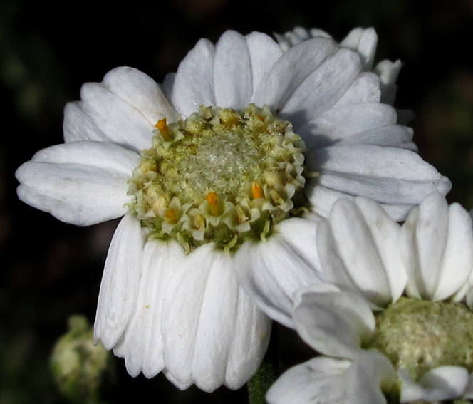 Achillea8d