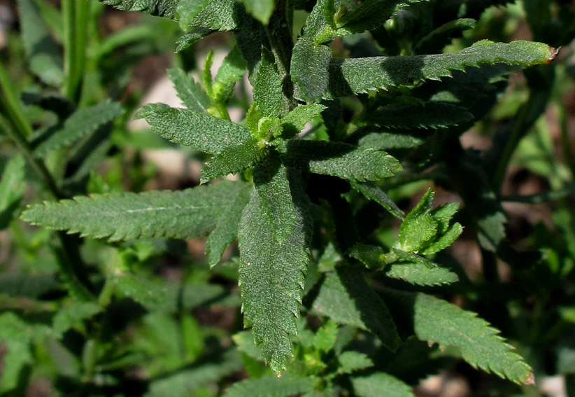 Achillea8c