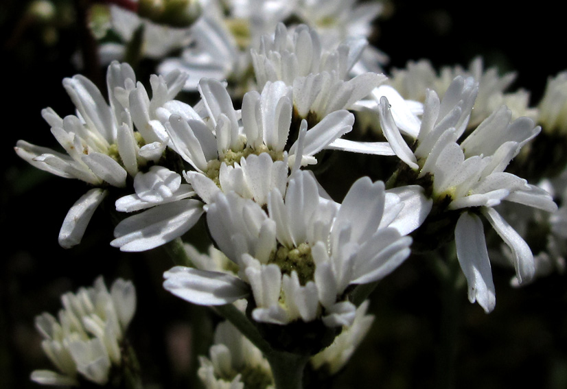 Achillea12