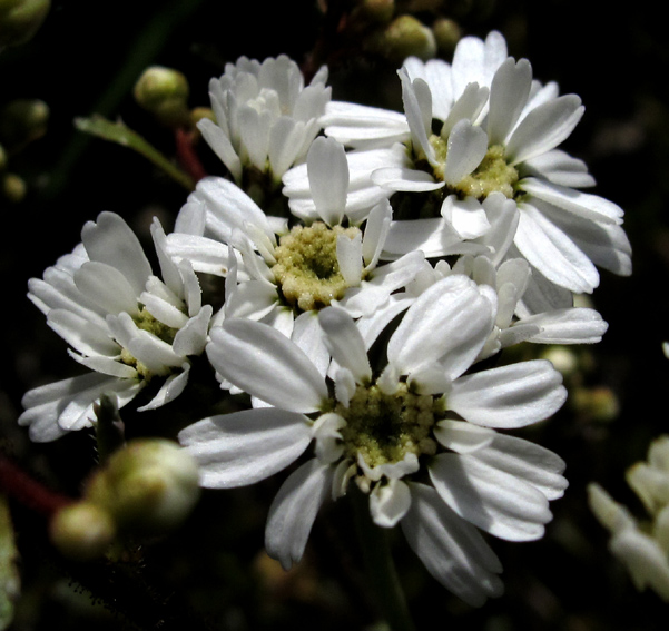 Achillea13