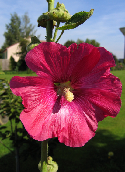 Alcea1