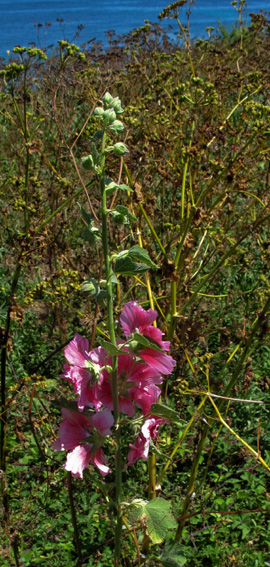 Alcea0