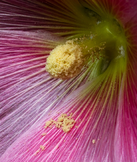 Alcea4