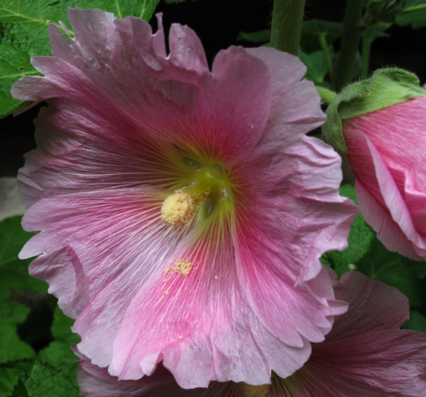 Alcea3