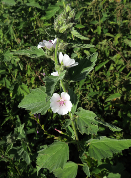 Althaea1