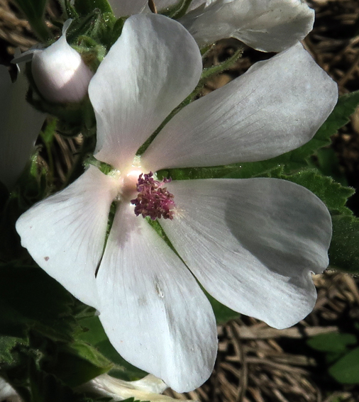 Althaea4a