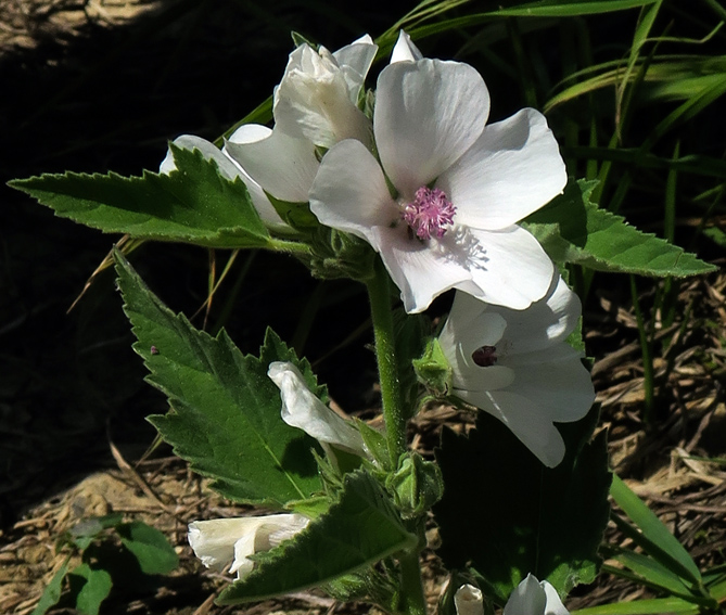 Althaea6