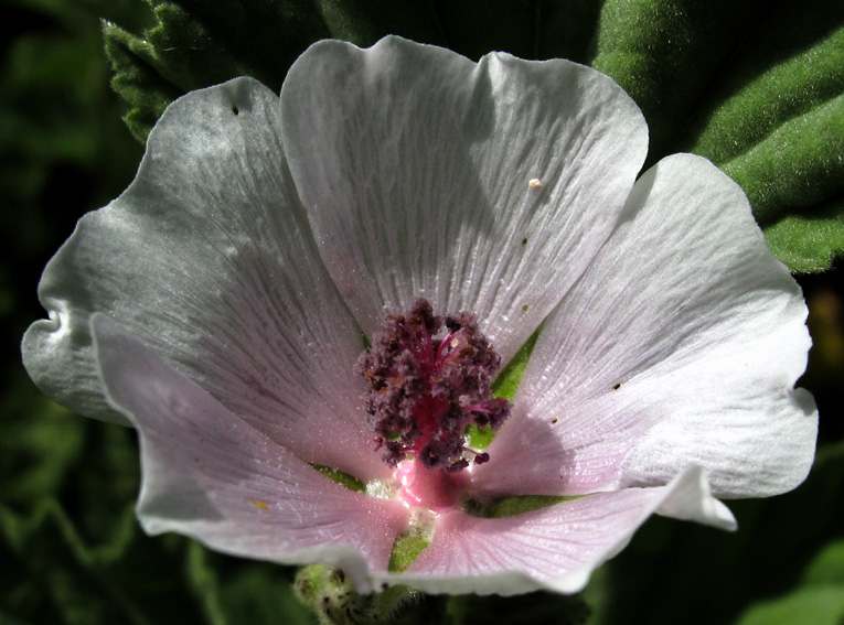 Althaea4