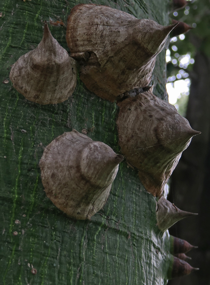 Ceiba2