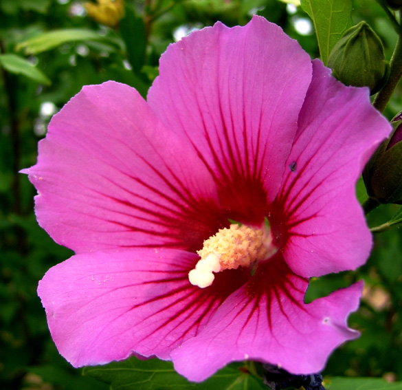 Hibiscus1