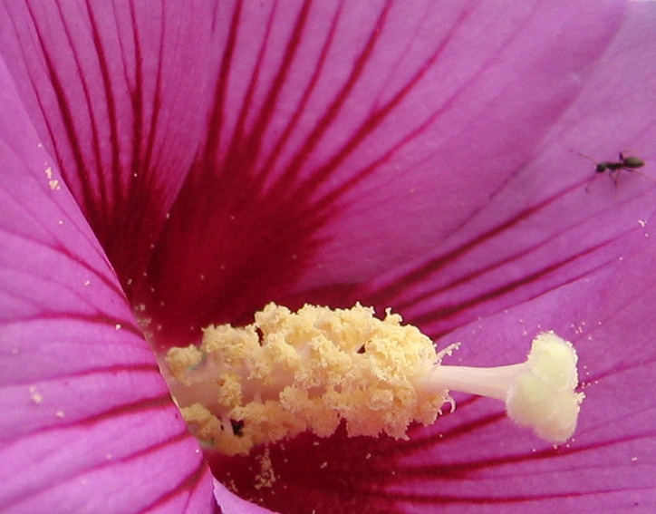 Hibiscus2