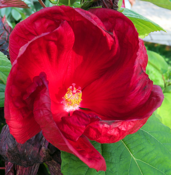 Hibiscus3d