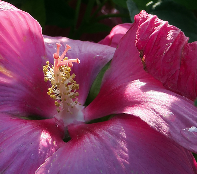 Hibiscus3