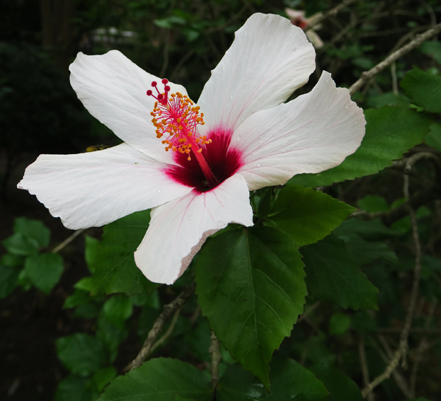 Hibiscus6c