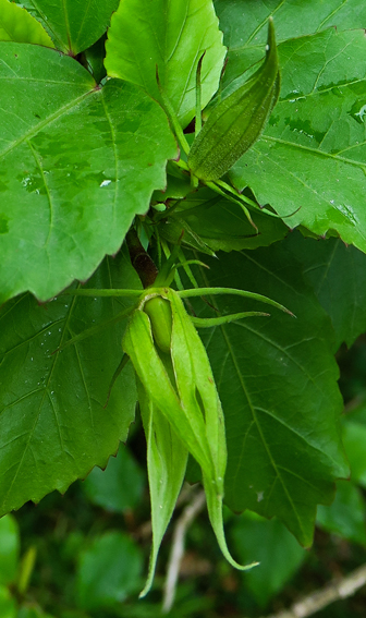 Hibiscus6b