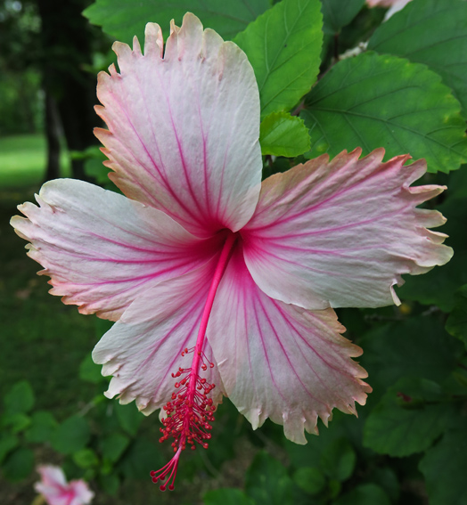 Hibiscus6d