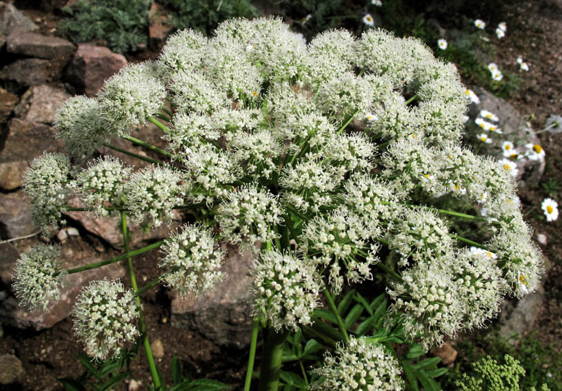 Angelica9