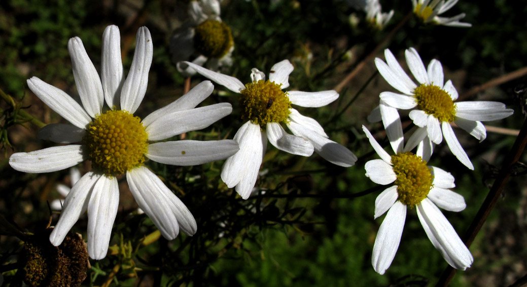 Anthemis3g