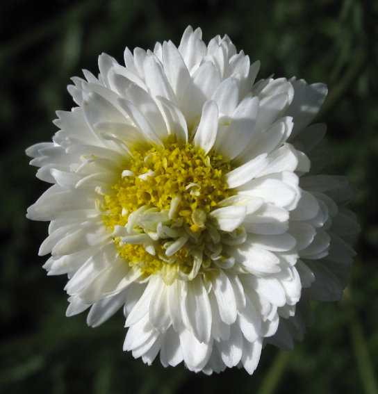 Anthemis9