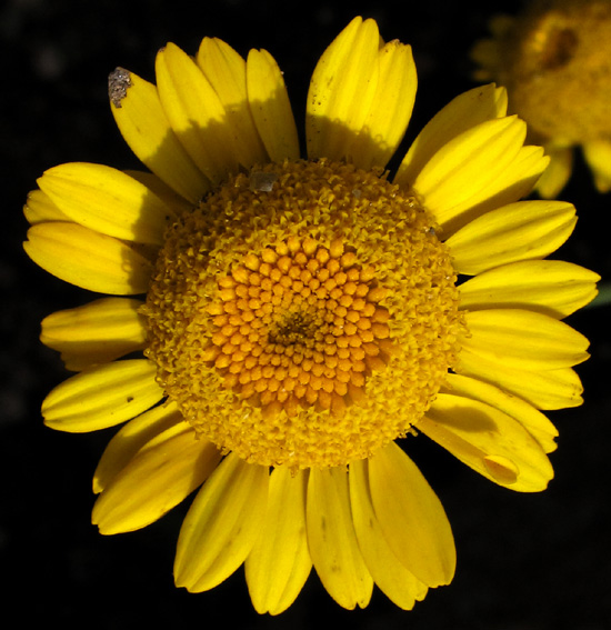 Anthemis3b