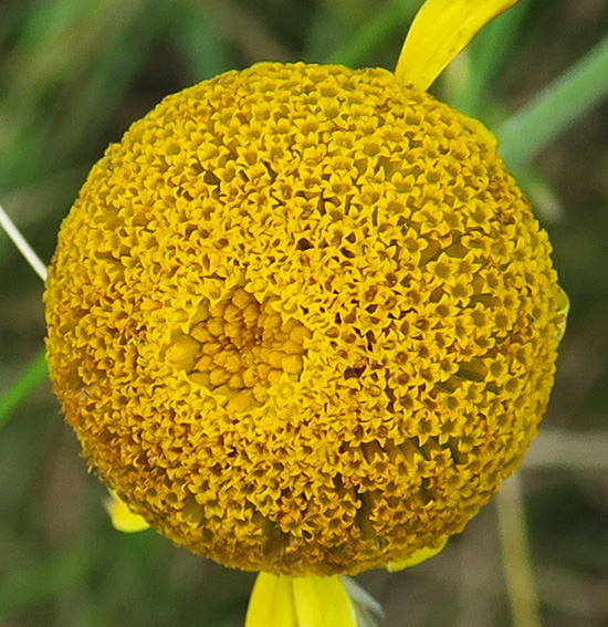 Anthemis3c2