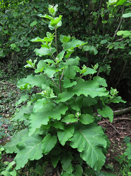 Arctium1