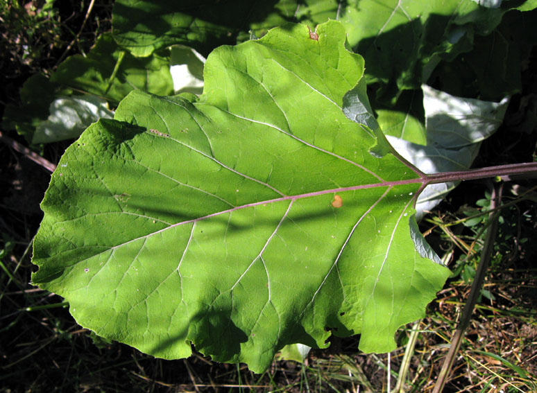 Arctium2