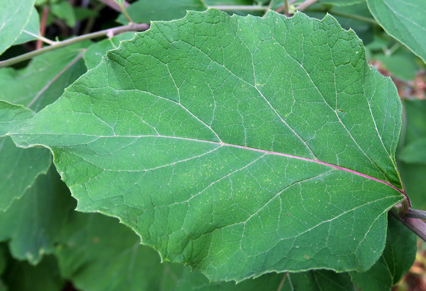 Arctium16b