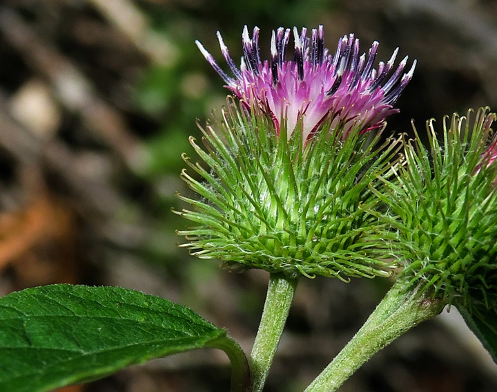 Arctium14