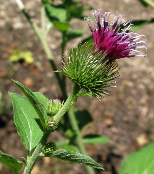 Arctium13