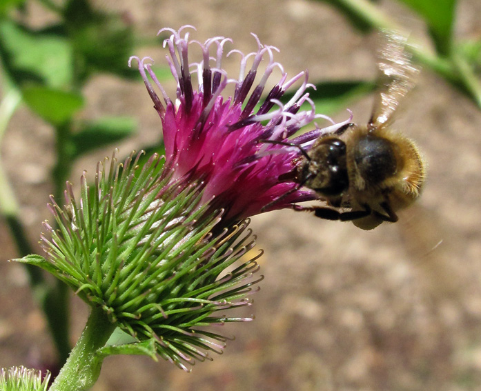 Arctium15